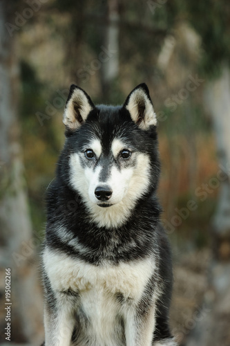 Siberian Husky dog outdoor portrait