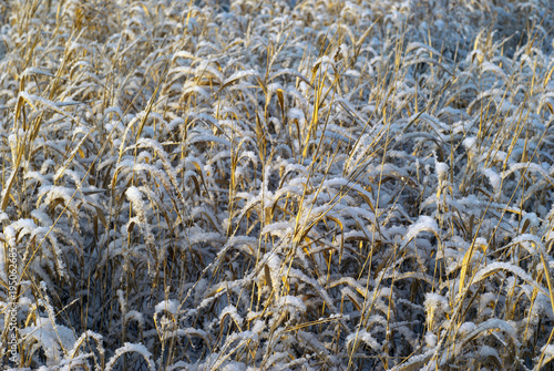 background - dry golden autumn grass, sprinkled with snow, lit by the sun