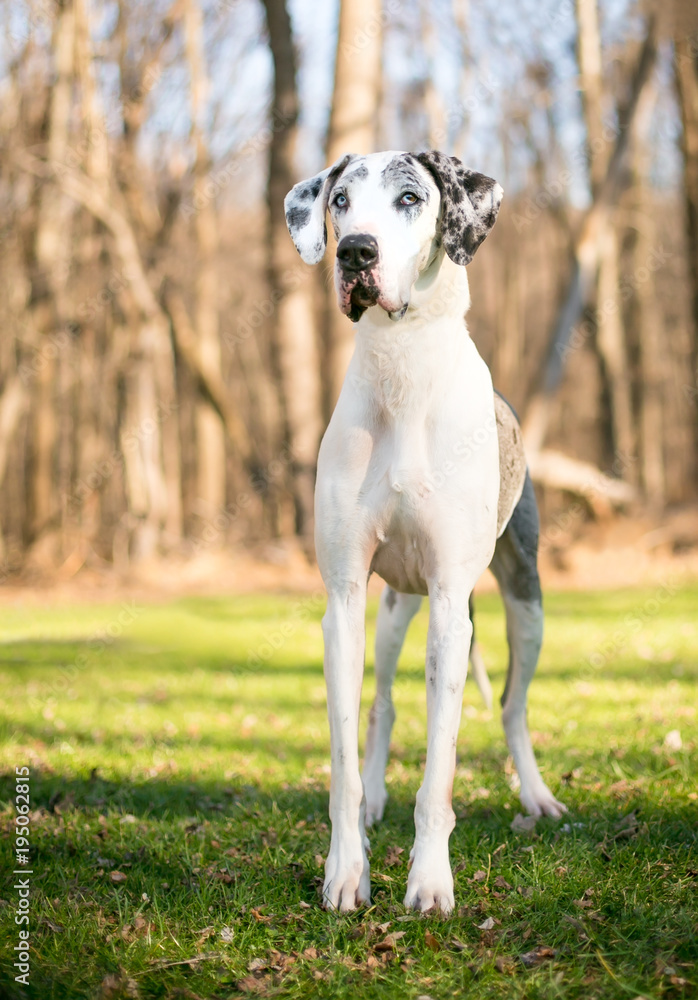 Portrait of a Harlequin Great Dane dog outdoors