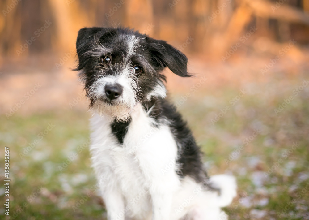 A scruffy Terrier mixed breed dog looking at the camera with a head tilt A scruffy Terrier mixed breed dog looking at the camera with a head tilt