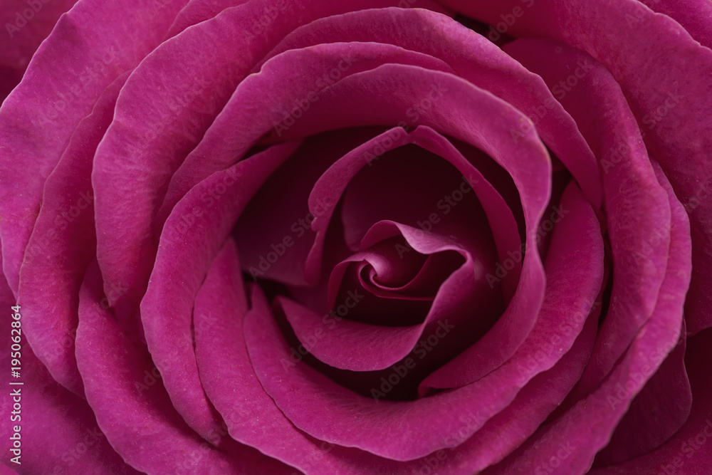 Rose background and texture Rose background and texture