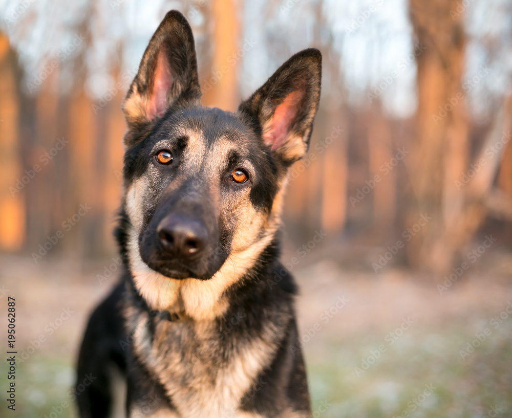 A purebred German Shepherd dog listening with a head tilt