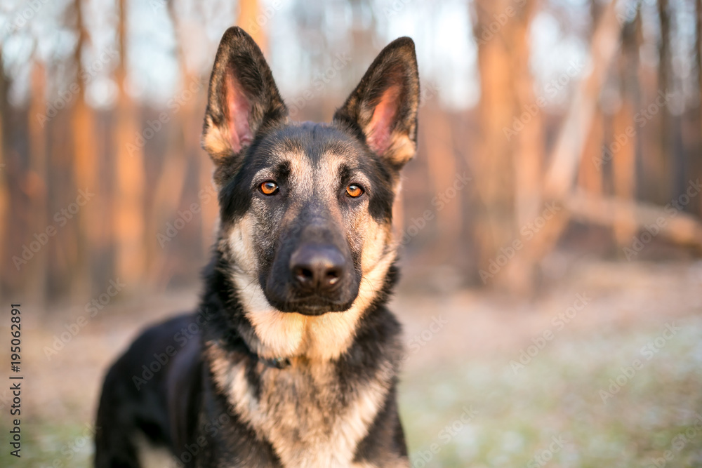 A purebred German Shepherd dog outdoors