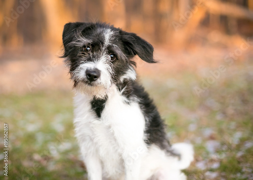 A scruffy Terrier mixed breed dog looking at the camera with a head tilt