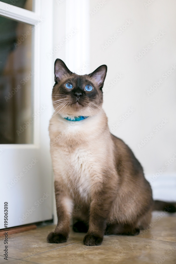 A purebred Siamese cat with seal point markings and blue eyes