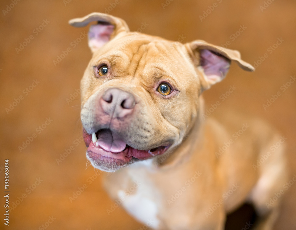A happy Pit Bull Terrier mixed breed dog looking up and smiling A happy Pit Bull Terrier mixed breed dog looking up and smiling