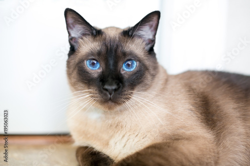 A purebred Siamese cat with seal point markings and bright blue eyes © Mary Swift