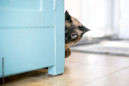 A Siamese cat peeking around a cabinet