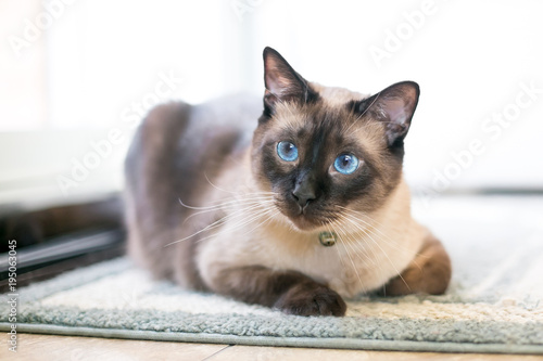 Fototapeta A purebred Siamese cat with seal point markings and blue eyes