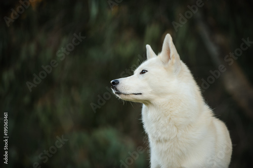 White Siberian Husky dog outdoor portrait against dark trees