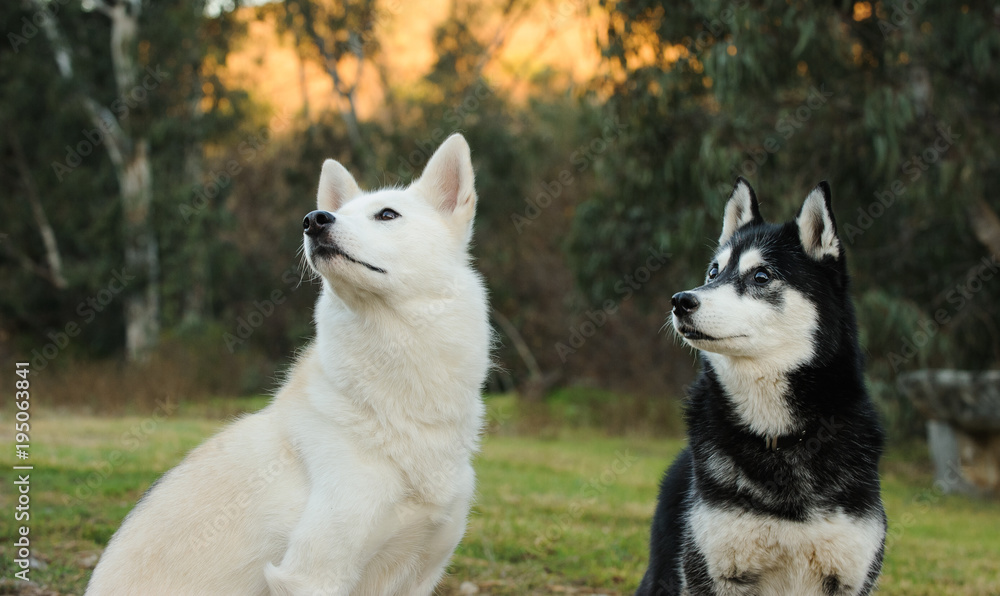 Two Siberian Husky dogs outdoor portrait in nature