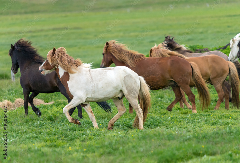 A herd of Icelandic horses in a pasture in Iceland A herd of Icelandic horses in a pasture in Iceland