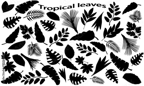 Black icons of tropical leaves. Set of tropical leaves in flat style. Black silhouettes of leaf isolated on a white background. Vector illustration.