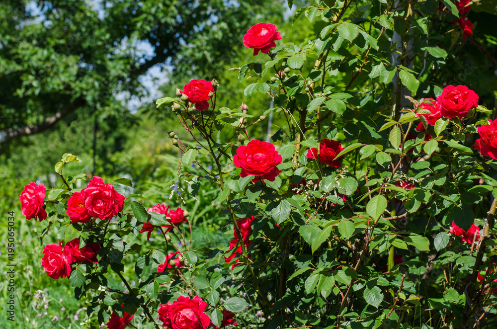 Beautiful red roses in the garden on a sunny day.