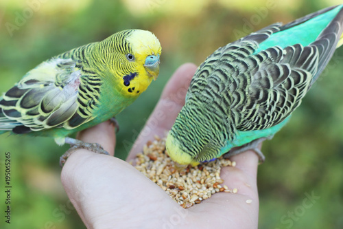 feeding birds from hand photo