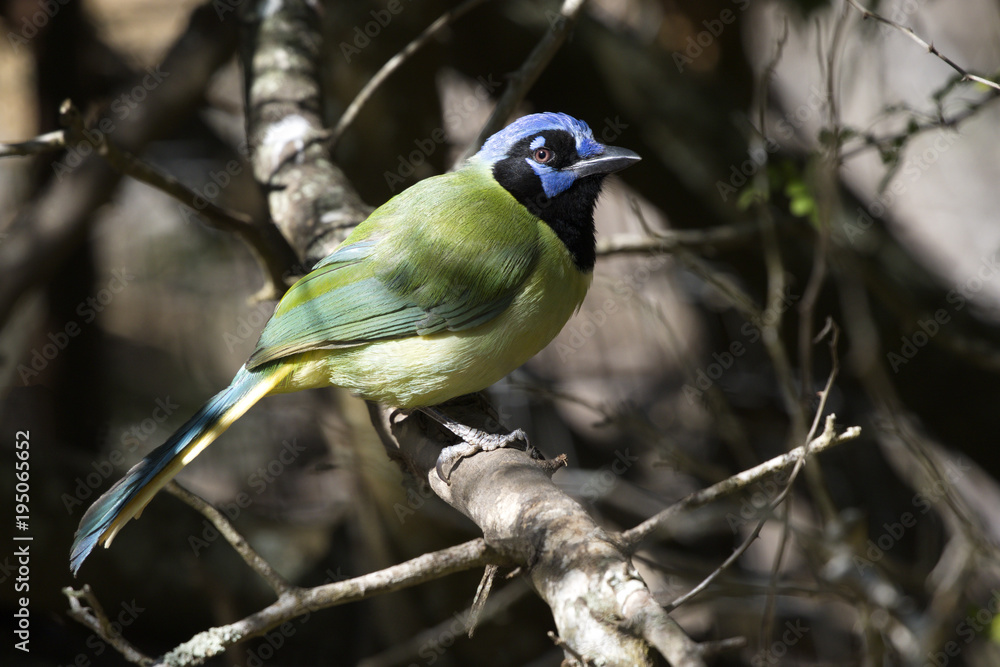 Fototapeta premium Green Jay at Laguna Atascosa National Wildlife Refuge in Texas