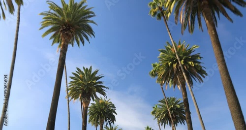 Driving through Palm Trees on a street in Beverly Hills, CA, USA