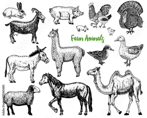 Farm Cute Animal big set. Vector illustration. Camel, horse, goat, pig, donkey, mountain sheep, llama or alpaca, turkey, cock. village pets. engraved sketch, hand drawn vintage style.