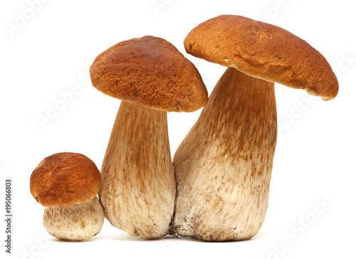 Family of white porcini. Wild Foraged Mushroom selection isolated on background, with shadow. Boletus Edulis mushrooms