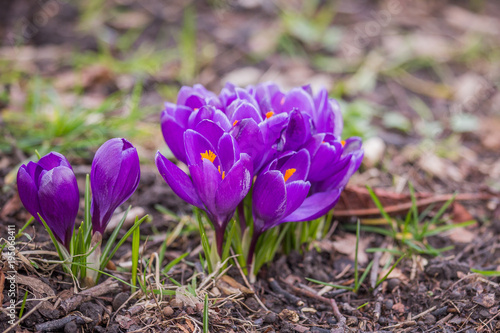 Spring crocus chrysanthus violet flowers