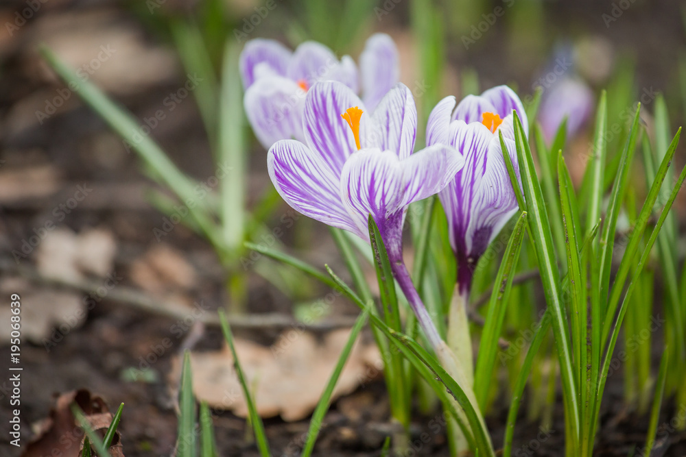 Spring crocus chrysanthus violet flowers Spring crocus chrysanthus violet flowers