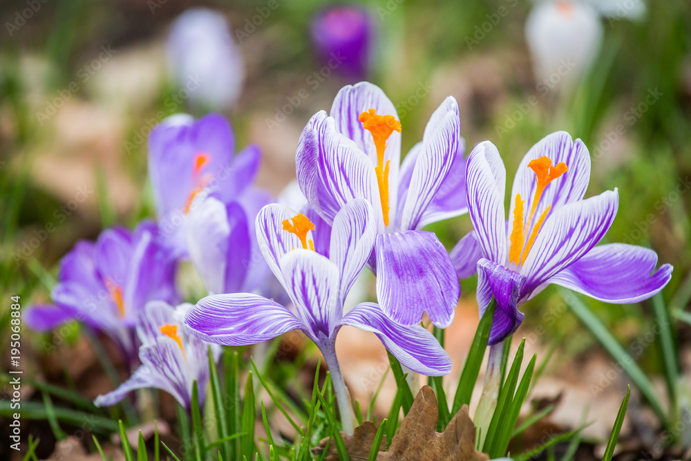 Spring crocus chrysanthus violet flowers Spring crocus chrysanthus violet flowers