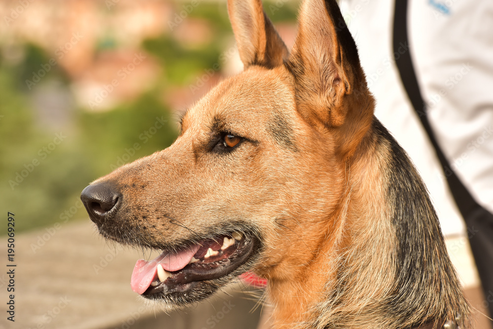 Portrait of a dog. German Shepherd dog for a walk.