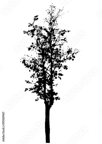 tree silhouette isolated on white background. © NikhomTreeVector
