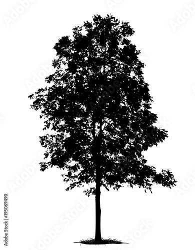 tree silhouette isolated on white background.