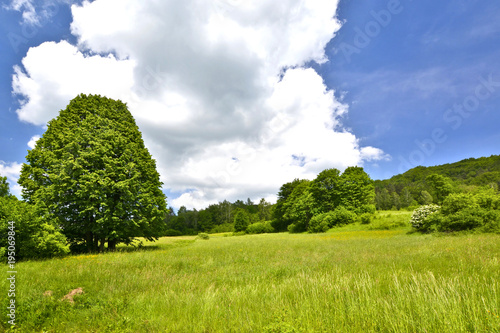 Fototapeta Naklejka Na Ścianę i Meble -  Grassy meadow with wild herbs near the forest of Low Beskid, Poland