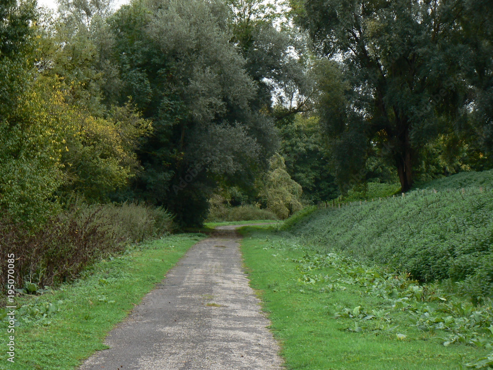 Route arboré