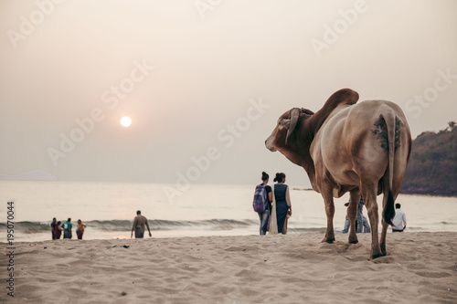 Fototapeta Naklejka Na Ścianę i Meble -  the cow on the seashore in india