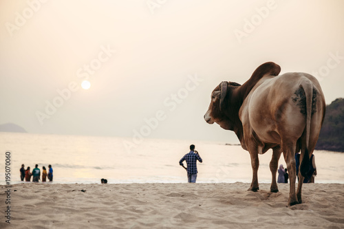 the cow on the seashore in india