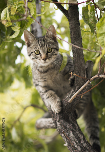 Cat in a Tree © Elle