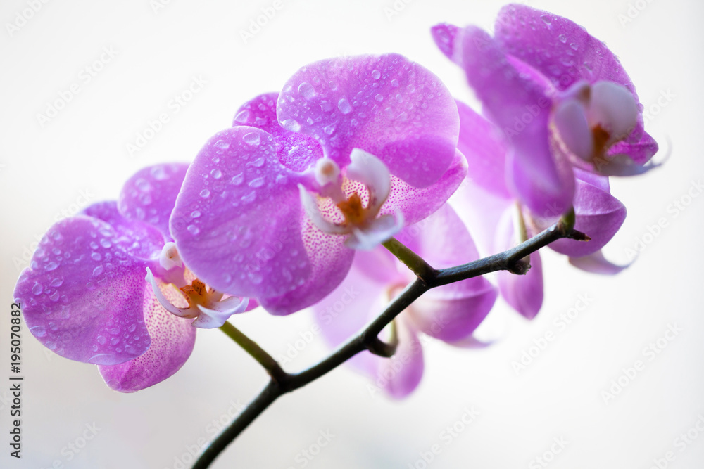 Obraz premium Beautiful Phalaenopsis orchid flowers. Pink orchid flower.
