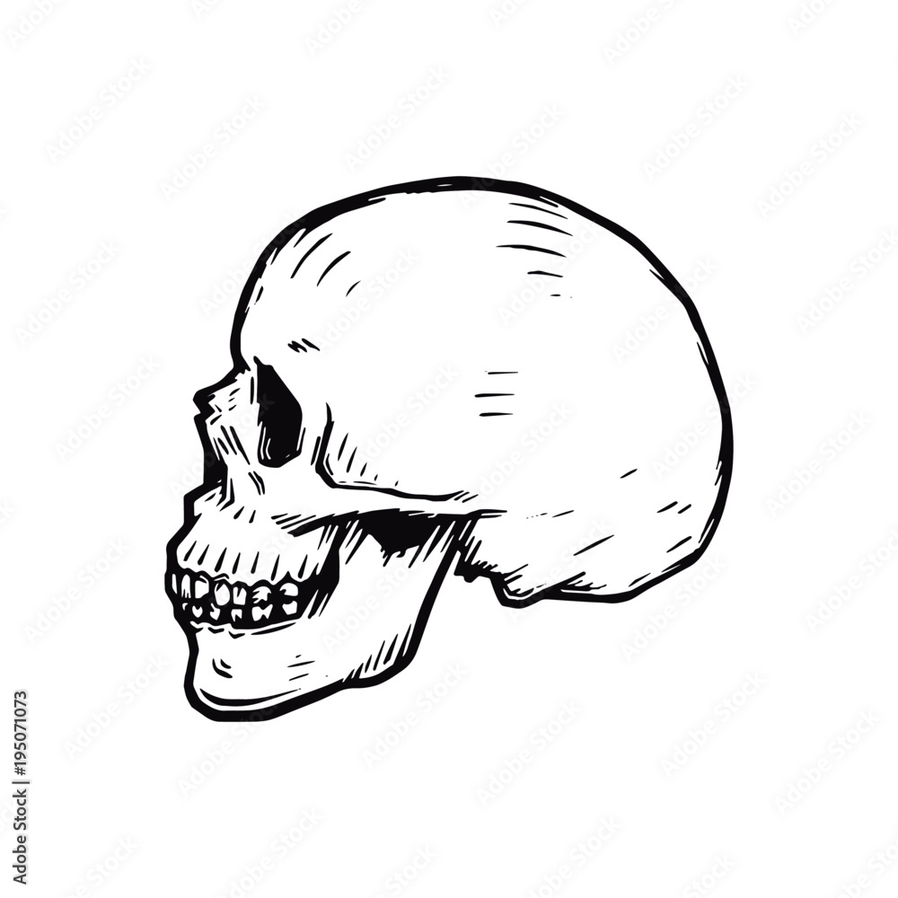 Premium Vector  Simple drawn skull vector hell skulls icons tattoo human  skeleton heads for halloween illustrations death face side view sketch  isolated on white background