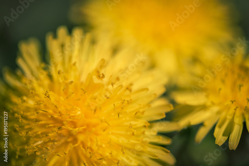 Macro Dandelion