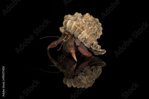 Fotografija A close up photograph of a hermit crab emerging from the host shell
