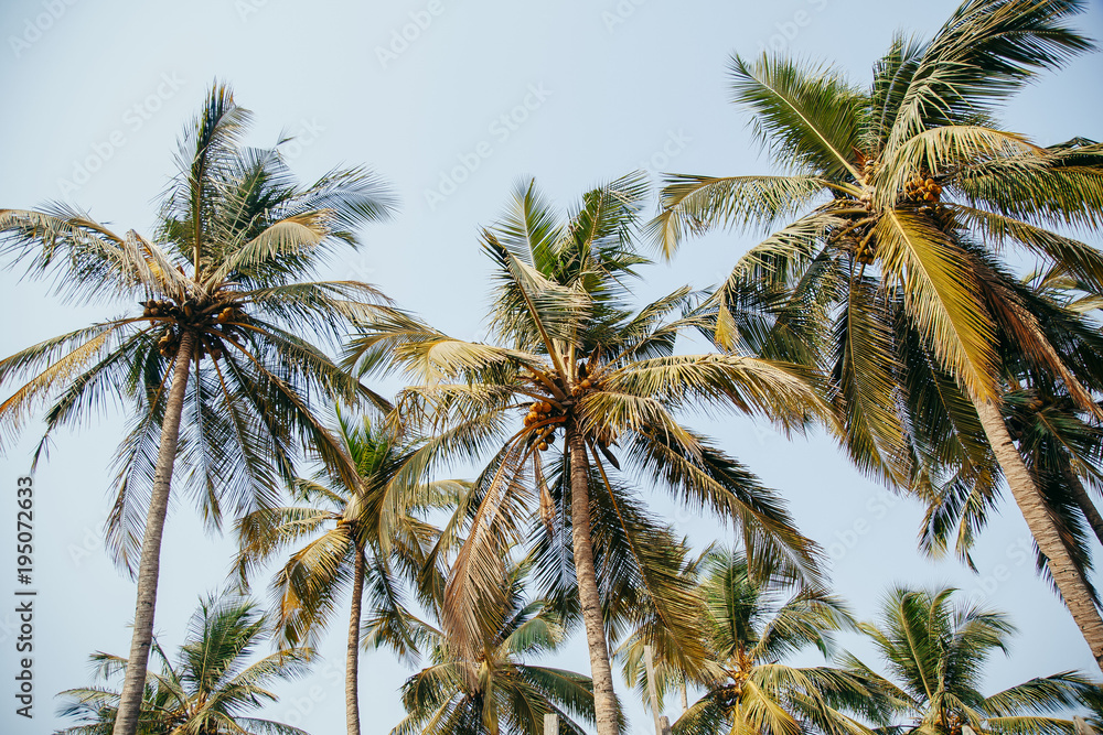 palm trees in the tropics in a summer sunny day