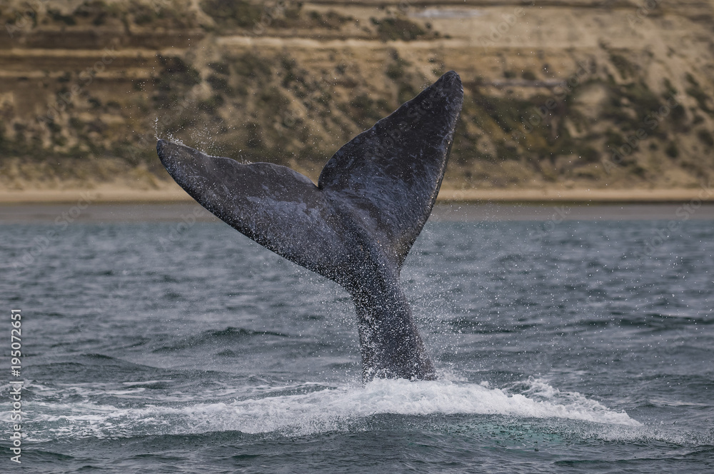 Fototapeta premium Southern Right Whale, Patagonia, Argentina