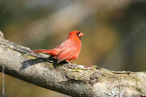 Northern Cardinal on a tree limb, Upstate New York, USA © Dave