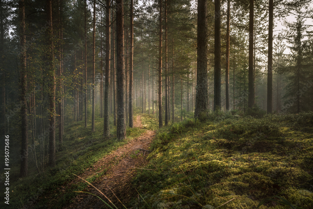 Obraz premium Forest