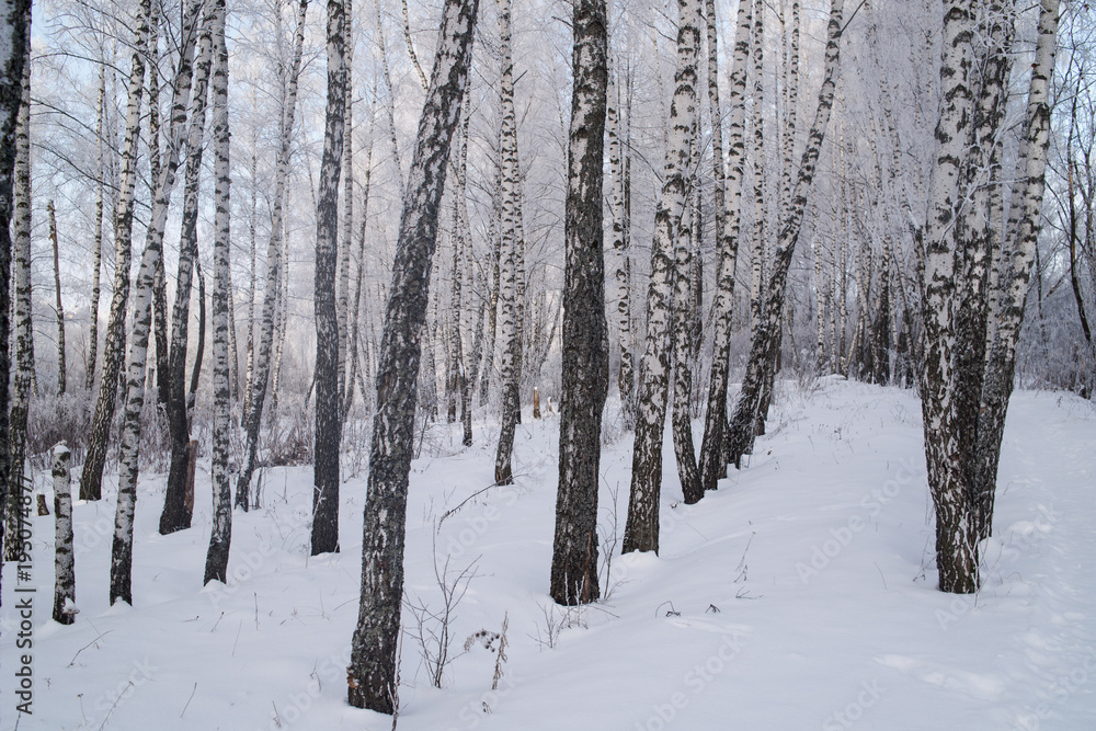 Winter landscape trees in frost in a snowy field in the early Winter landscape trees in frost in a snowy field in the early