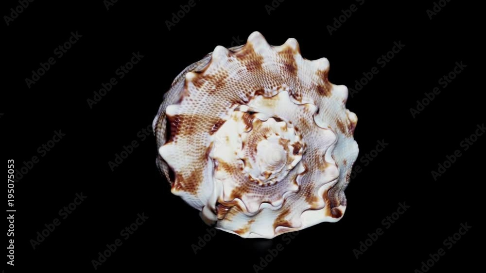 Seashell Isolated on Black Background, White Light – Close-up, Detail Seashell Isolated on Black Background, White Light – Close-up, Detail