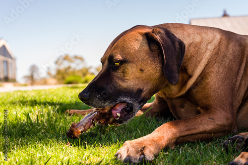 Fototapeta Naklejka Na Ścianę i Meble -  dog eating a bone on the lawn
