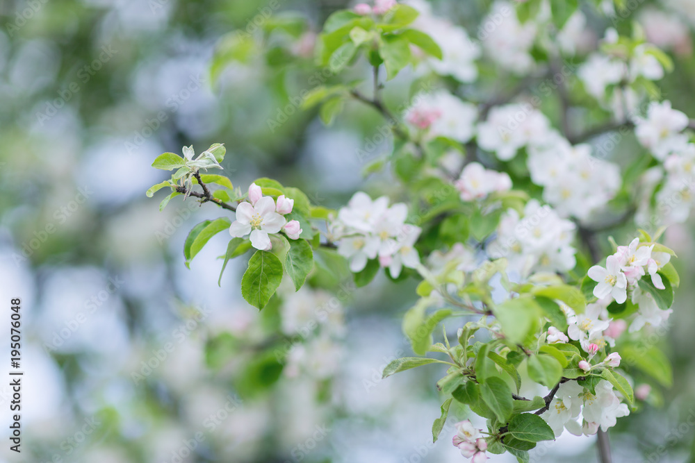 Blooming apple tree branch. Blurred background. Closeup, selective focus. Blooming apple tree branch. Blurred background. Closeup, selective focus.