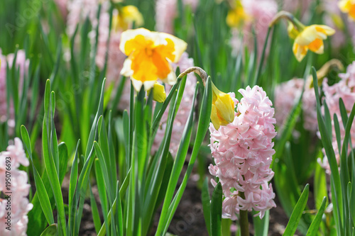 Fototapeta Naklejka Na Ścianę i Meble -  Pink hyacinths and yellow narcissus in a dutch park. Spring concept. Close-up, selective focus.
