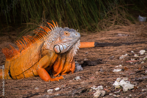 Beautiful orange iguana with large dewlap