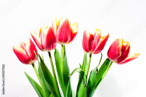 Fototapeta Naklejka Na Ścianę i Meble -  bouquet of red tulips in a vase on a white background gift for a girl on March 8 international female day