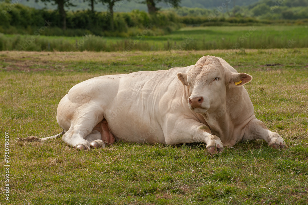 custom made wallpaper toronto digitalPedigree Charolais bull resting in meadow on summer day